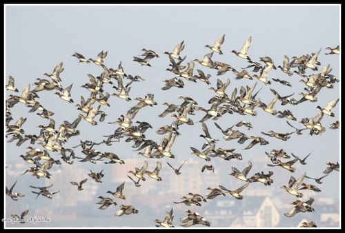 Canard siffleur